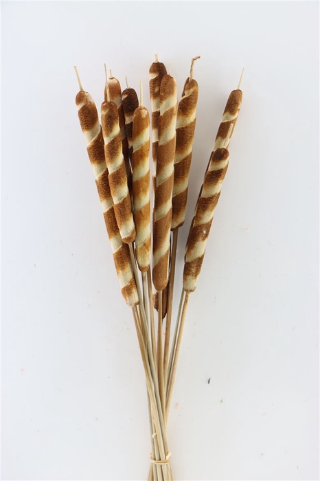 Dried Typha Tigre 10pc Bunch