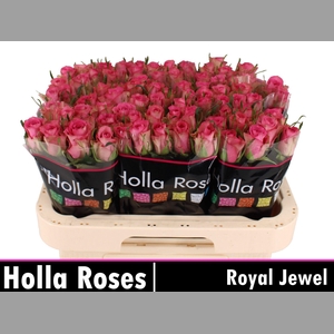 R GR ROYAL JEWEL