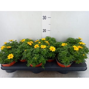 Bidens   ...