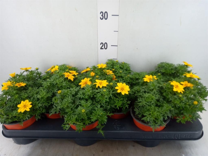 <h4>Bidens ...</h4>