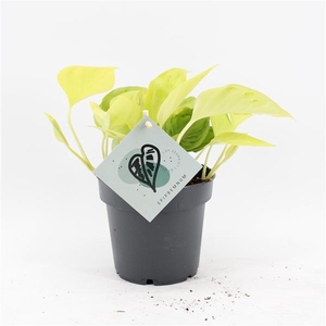 Epipremnum overig