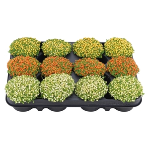 Nertera granadensis mix p8