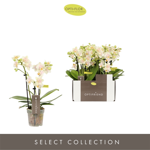 <h4>Phalaenopsis Multifloratypes overig geel</h4>