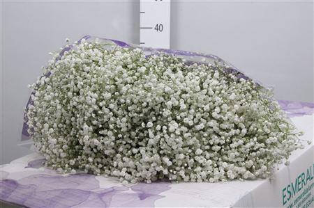 <h4>Gyps Pa Overtime (box)</h4>