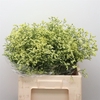 Limonium Joy Yellow