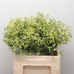 Limonium Joy Yellow
