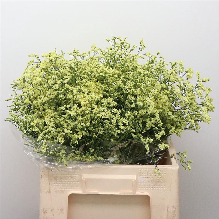 <h4>Limonium Joy Yellow</h4>