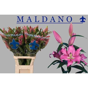 LI OT MALDANO