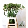 ALLIUM NECT SICULUM BULGAR ARTISTIC
