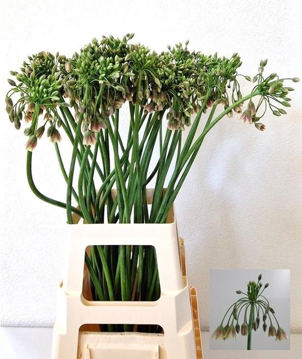 <h4>NECT SICULUM BULGAR</h4>