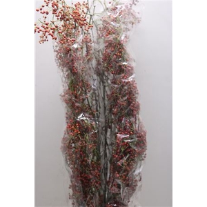 Rosa Corallo 120cm Ptk