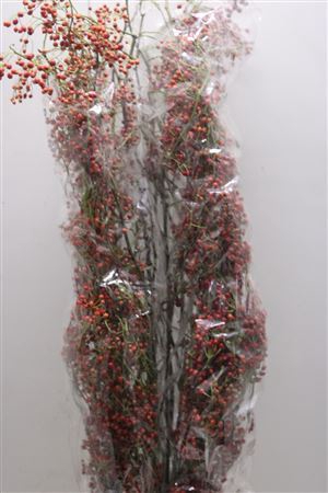 <h4>Rosa Corallo 120cm Ptk</h4>