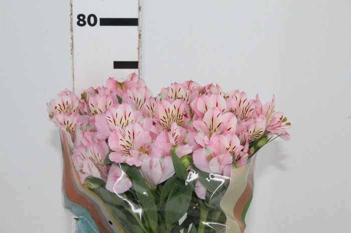 <h4>ALSTROEMERIA FANKE 070 CM</h4>