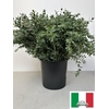 EUC PARVIFOLIA PB