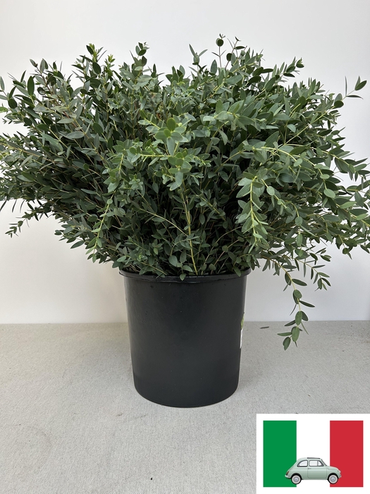 <h4>EUC PARVIFOLIA PB</h4>
