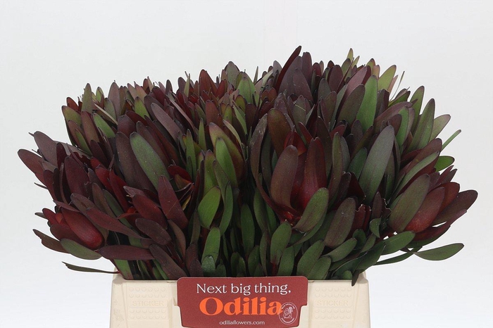 <h4>LEUCAD SAF SUNSET</h4>