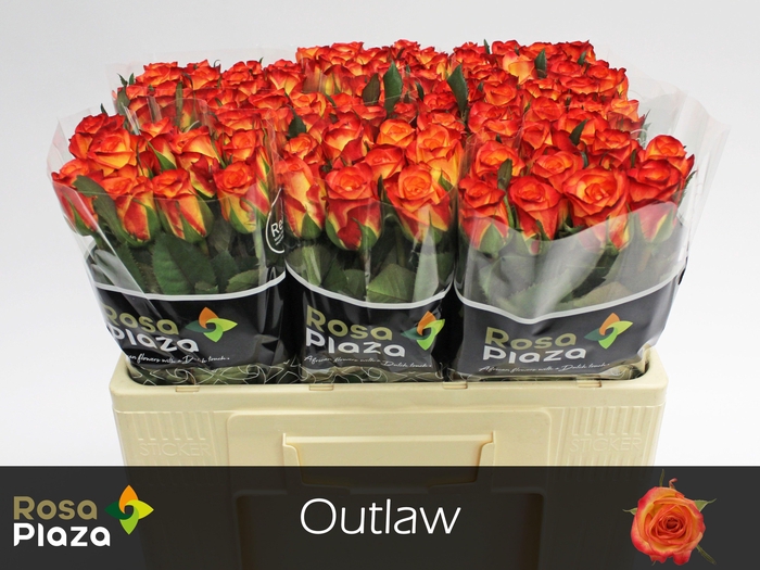 <h4>R GR OUTLAW!</h4>