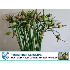 Allium Mystic Merlin