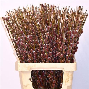 T Salix Ch Red Passion