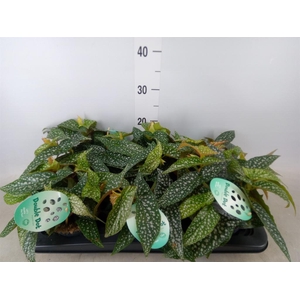 Begonia BD 'Double Dot'