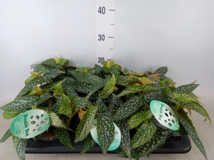 <h4>Begonia BD 'Double Dot'</h4>