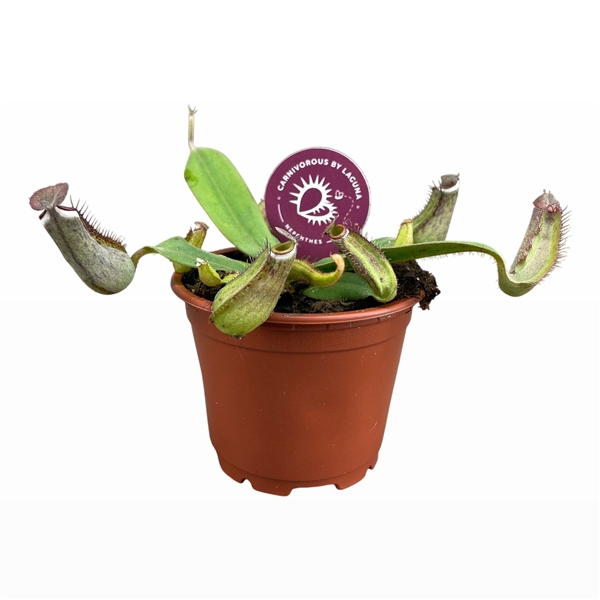 <h4>Nepenthes Albomarginata 8,5 cm</h4>