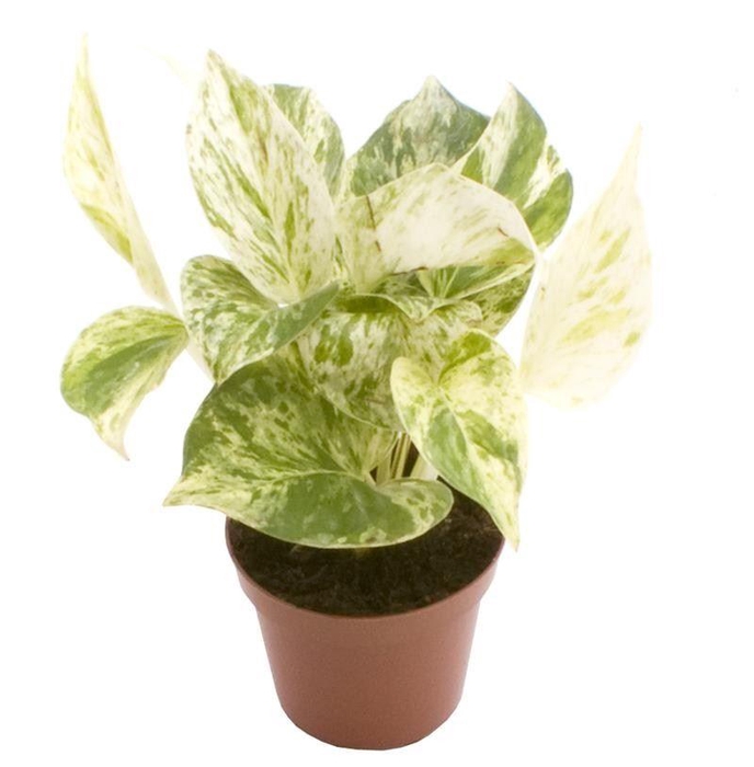 <h4>Epipremnum pinn. 'Marble Queen'</h4>