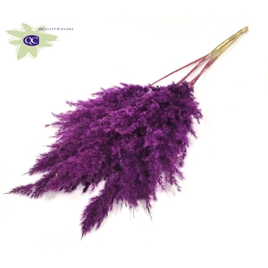 Pampas Grass 100cm 5st/bunch Purple