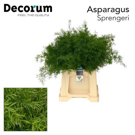 <h4>ASP DENS SPRENGERI 45CM</h4>