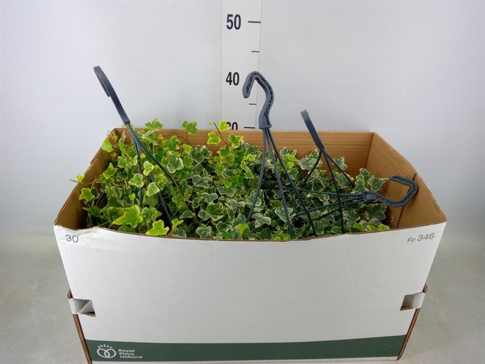 <h4>Hedera helix 'White Wonder'</h4>