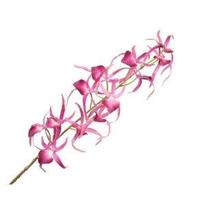 Oncidium Pink Dark Velvet Diamond FL430093DPK