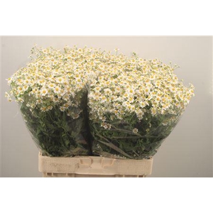 Tanacetum Pa Cameron