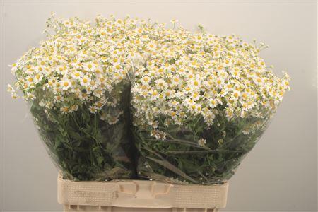 <h4>Tanacetum Pa Cameron</h4>