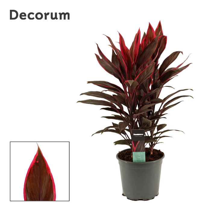 <h4>Cordyline fruti. 'Tango'</h4>