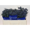 Eryngium Blue Dynamite
