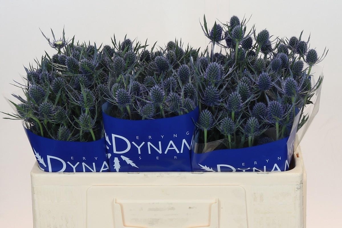 Eryngium Blue Dynamite