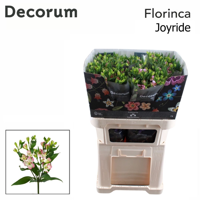 <h4>Alstroemeria Joy Ride</h4>