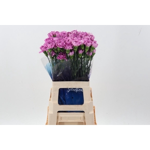 Di St Yukari Scuro hi 60cm