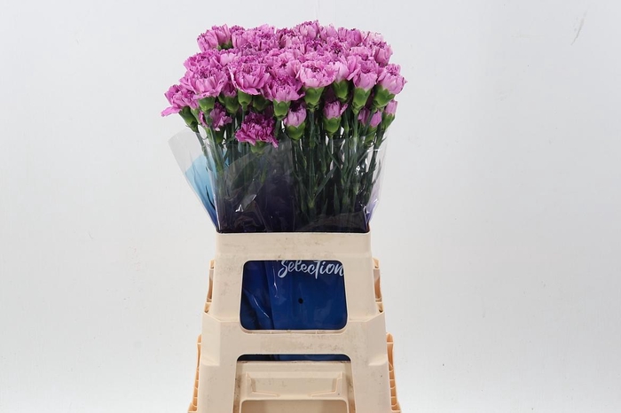 <h4>Di St Yukari Scuro hi 60cm</h4>