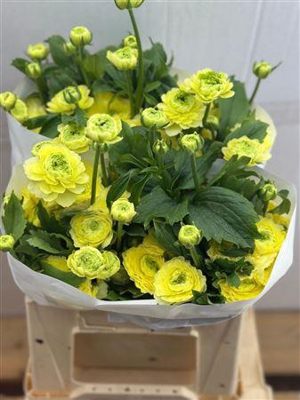 <h4>RANUNCULUS MODERNA LIMONCELLO</h4>
