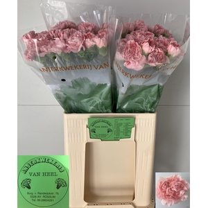 DI ST PINK MONTEZUMA