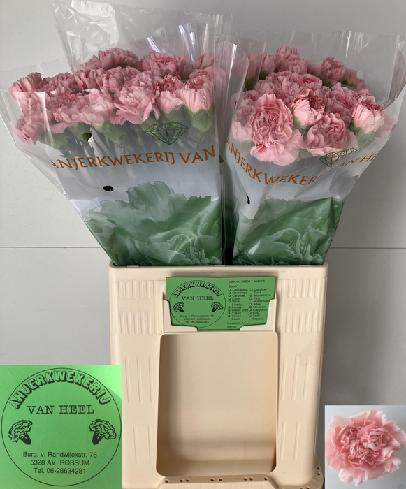 <h4>DI ST PINK MONTEZUMA</h4>