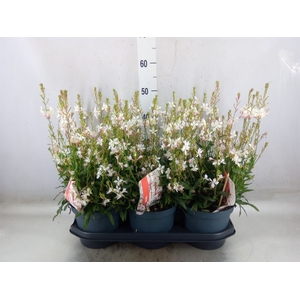 Gaura lindheimeri 'Geyser White'