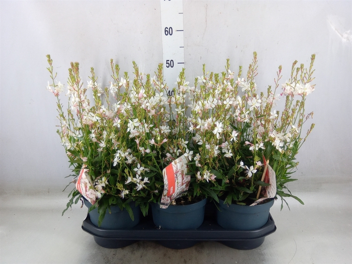 <h4>Gaura lindheimeri 'Geyser White'</h4>