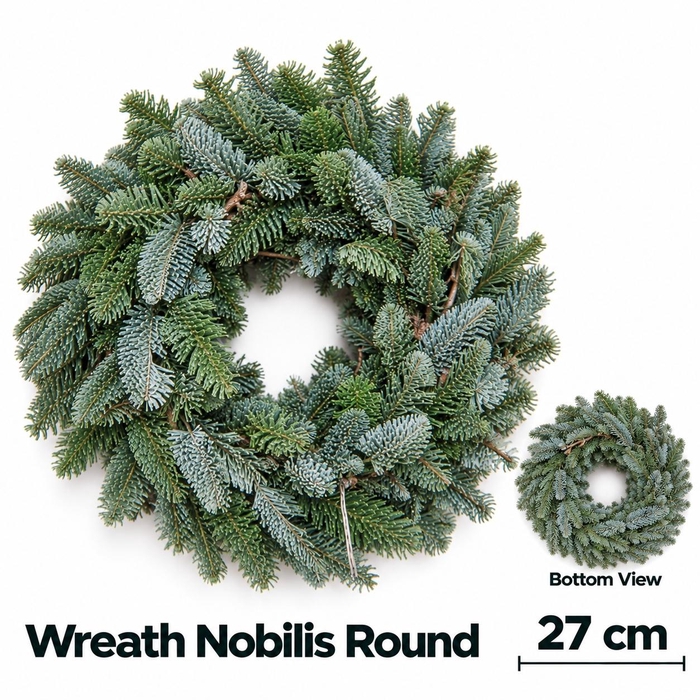 <h4>ABIES NOBILIS BLAUW</h4>