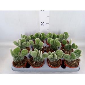 Opuntia microdasys 'Albispina'