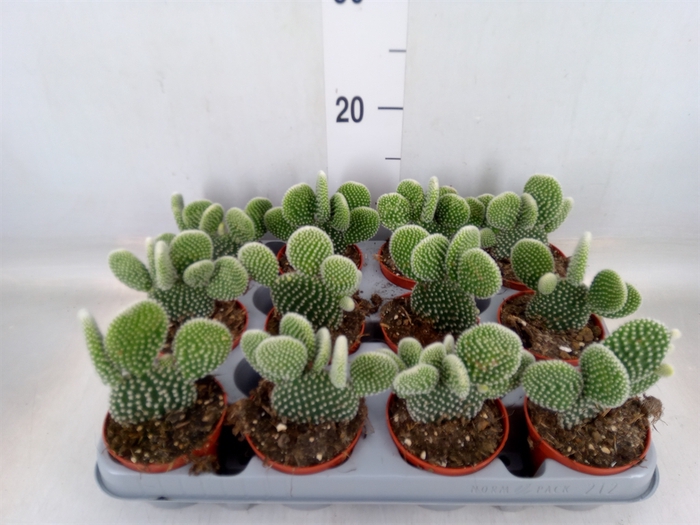 <h4>Opuntia microdasys 'Albispina'</h4>