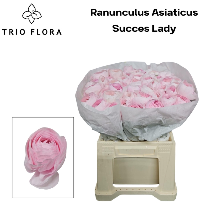 <h4>RAN SU LADY 566</h4>