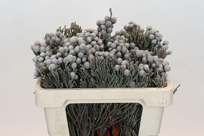 <h4>Cape Green Silver Brunia</h4>