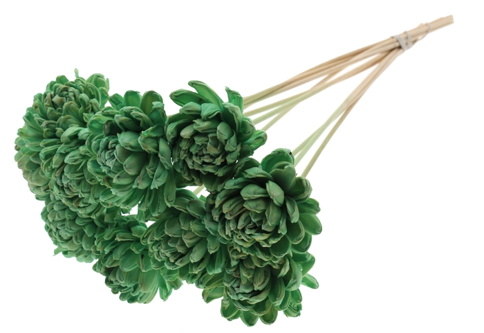 Shola New Beauty Rose Ø8cm on stem Mint